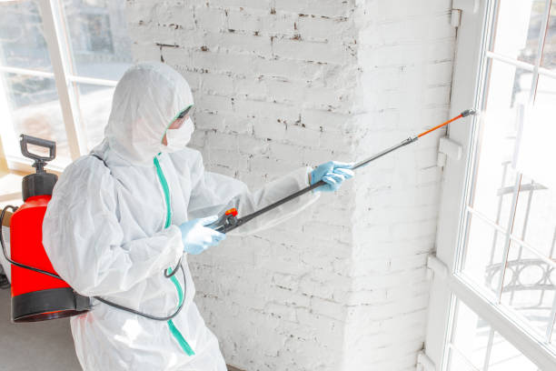 Why You Should Choose Our Mold Remediation Services in Clever, MO